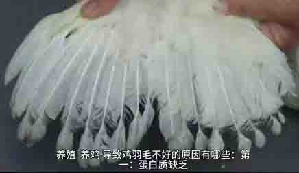 關(guān)于籠養雞的人工強制換羽